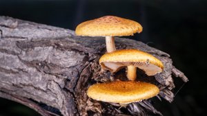 黄伞