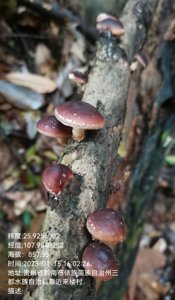 香菇