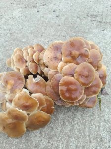 金针菇