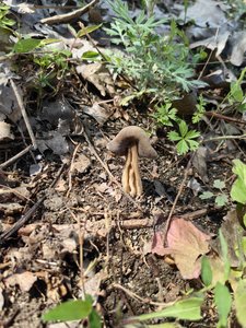 马鞍菌