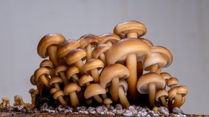 金针菇