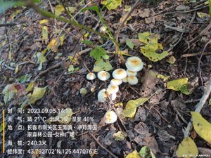 金针菇