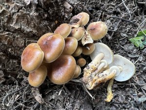金针菇