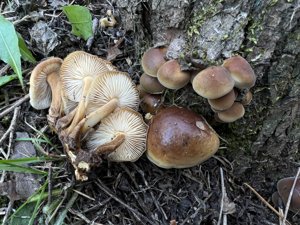 金针菇