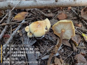 金针菇