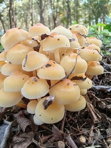金针菇