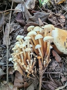 金针菇