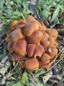 金针菇