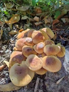 金针菇