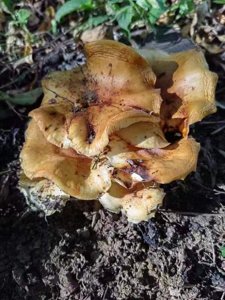 金针菇