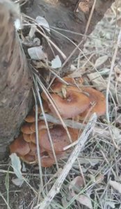 金针菇
