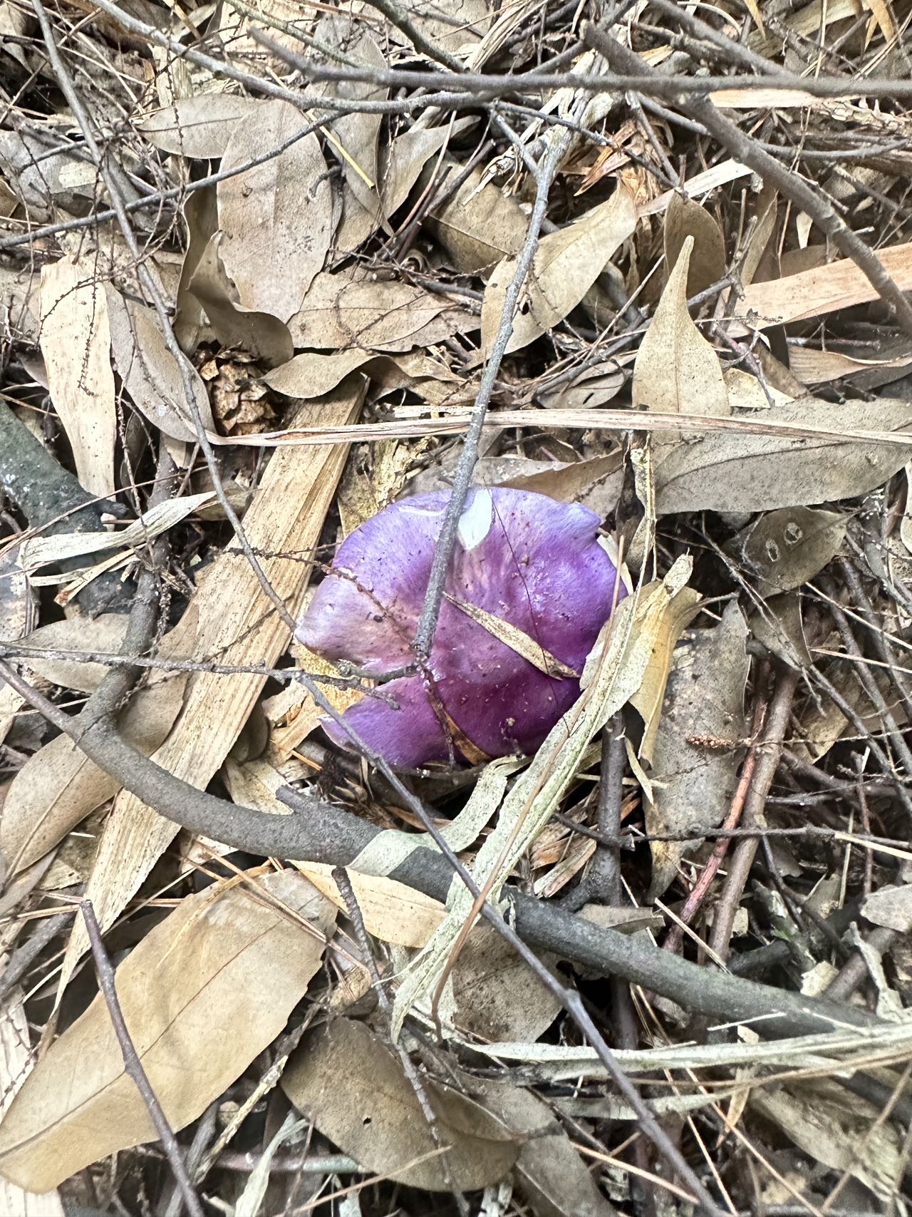 丝膜菌新种
