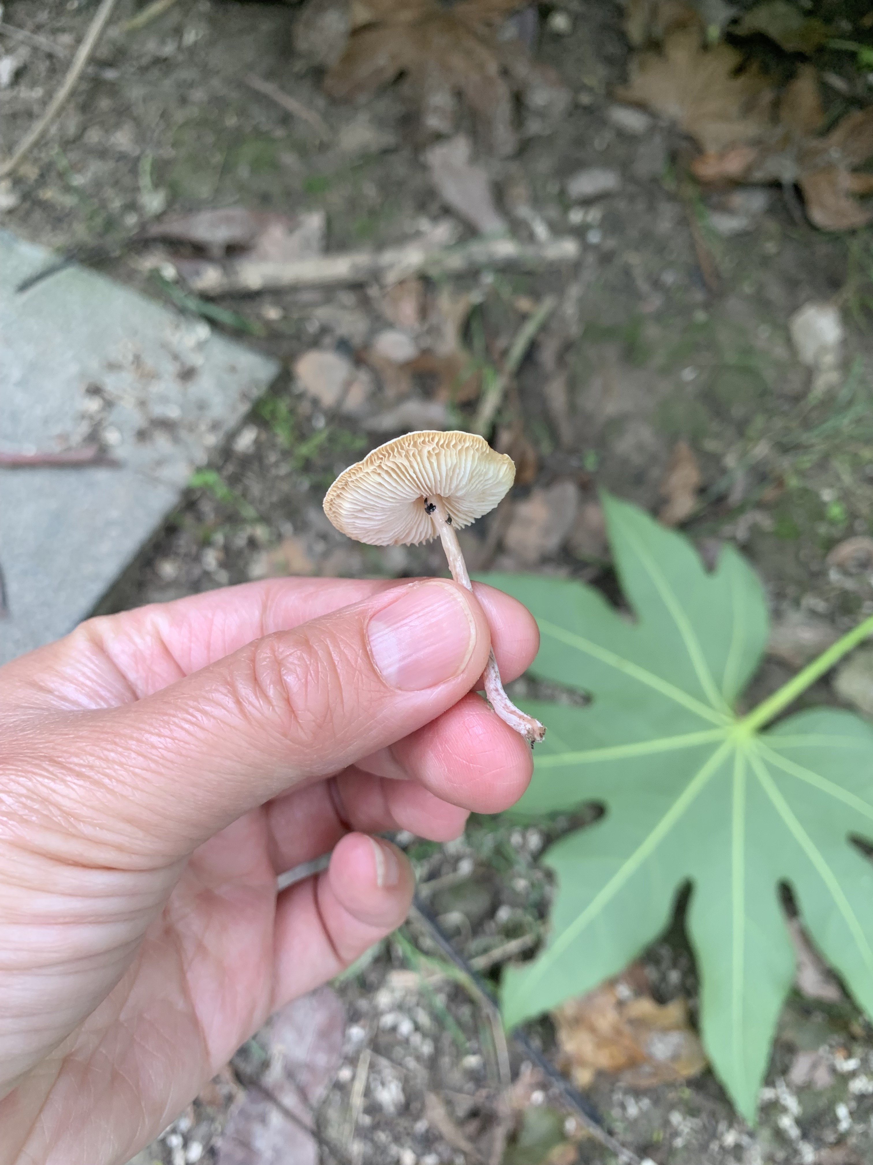 标本图片