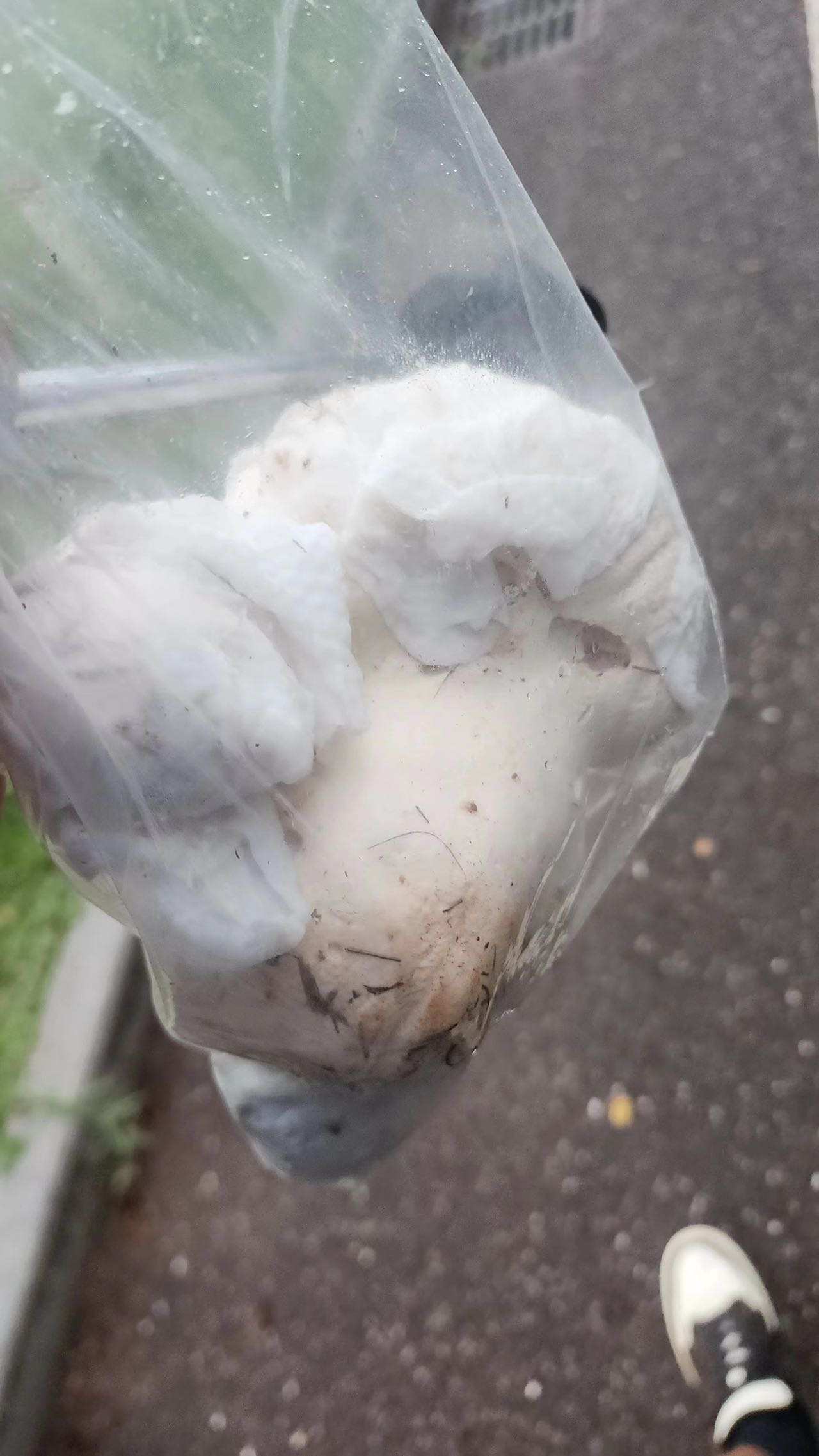 杯形秃马勃参照种