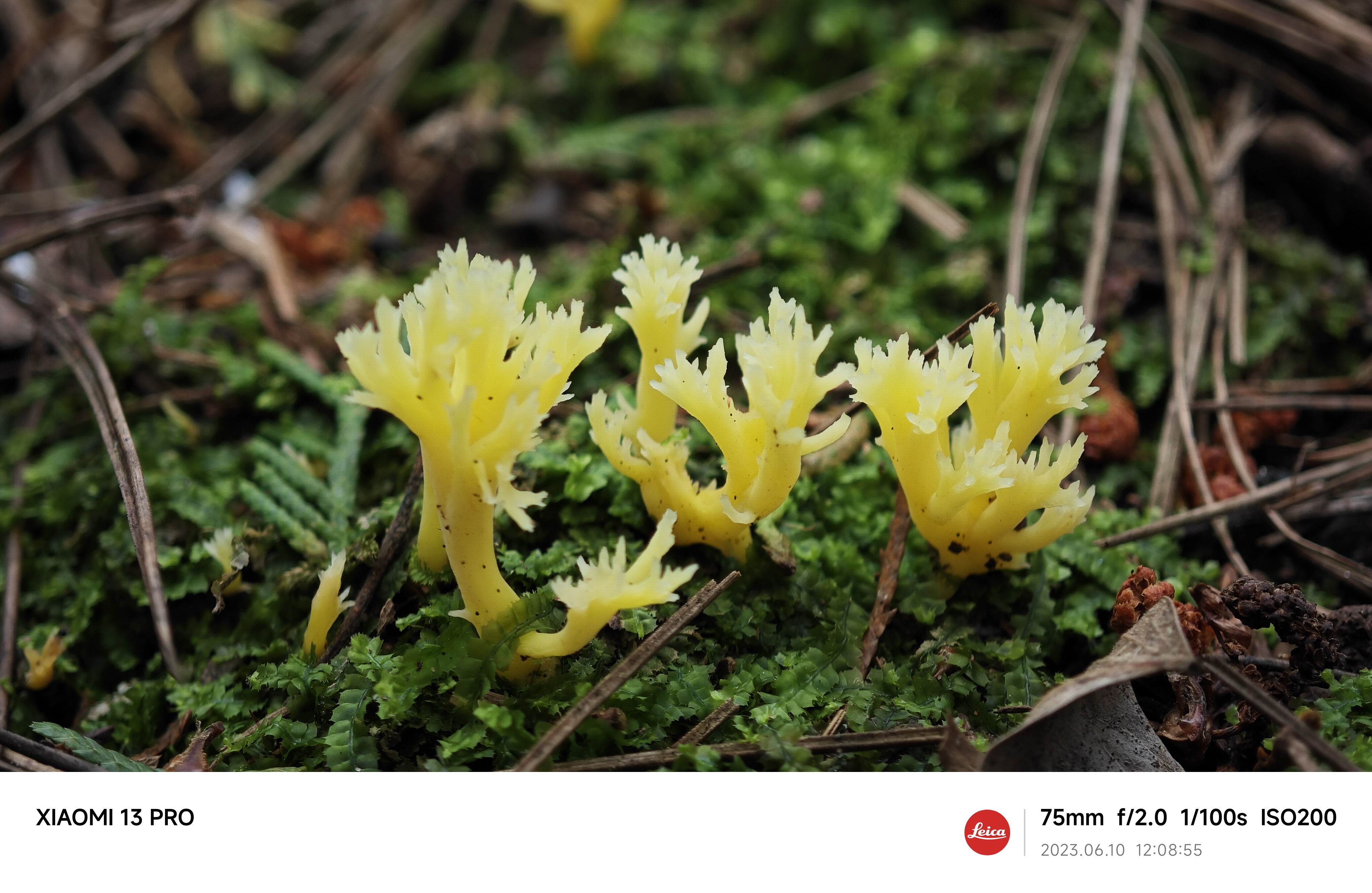 Clavulina flava