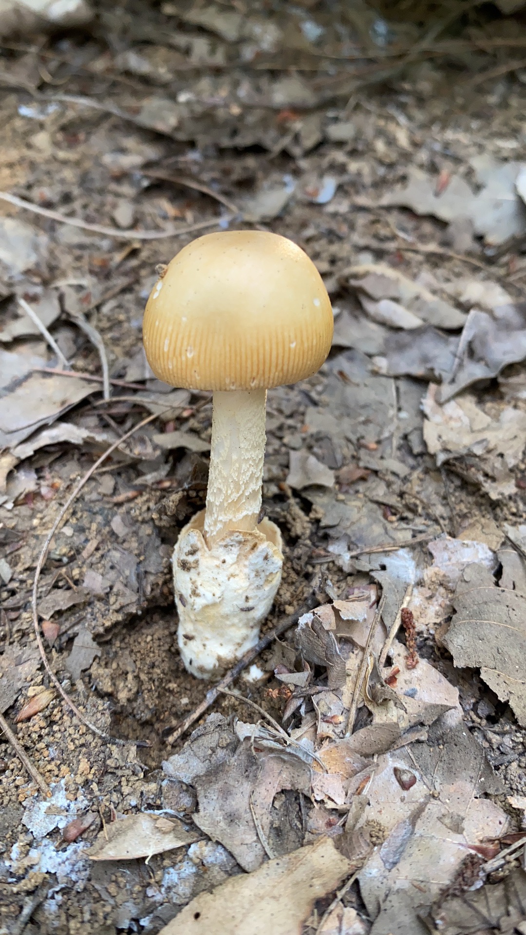 黄边鹅膏