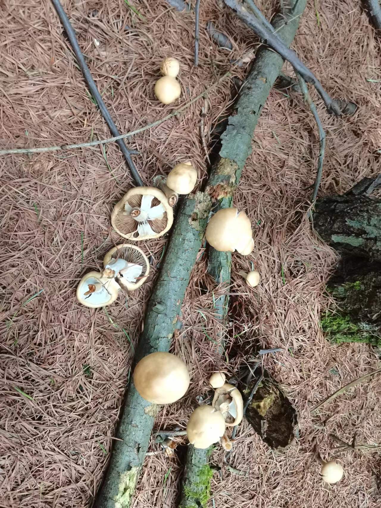 密褶裸脚伞