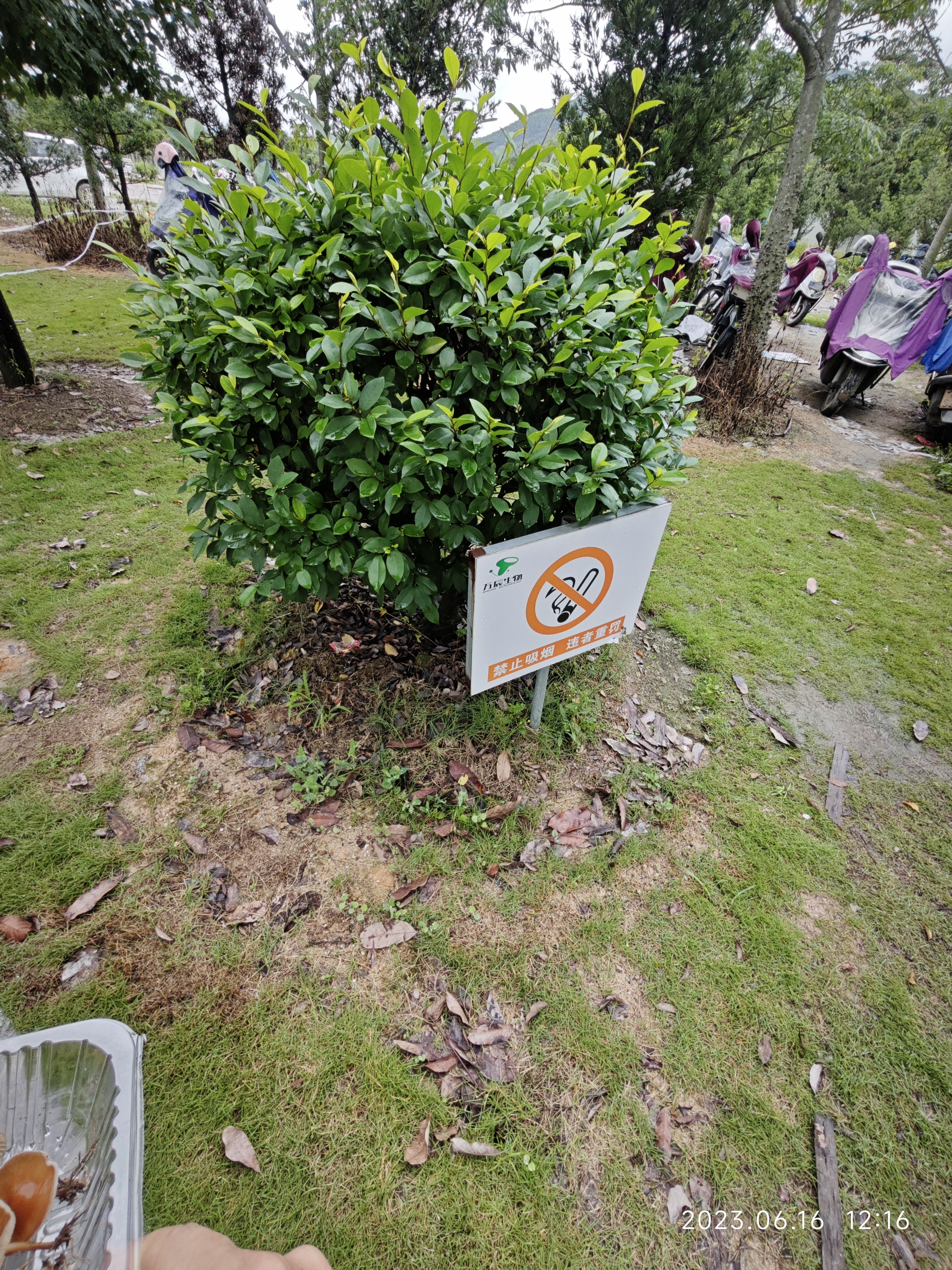 标本图片