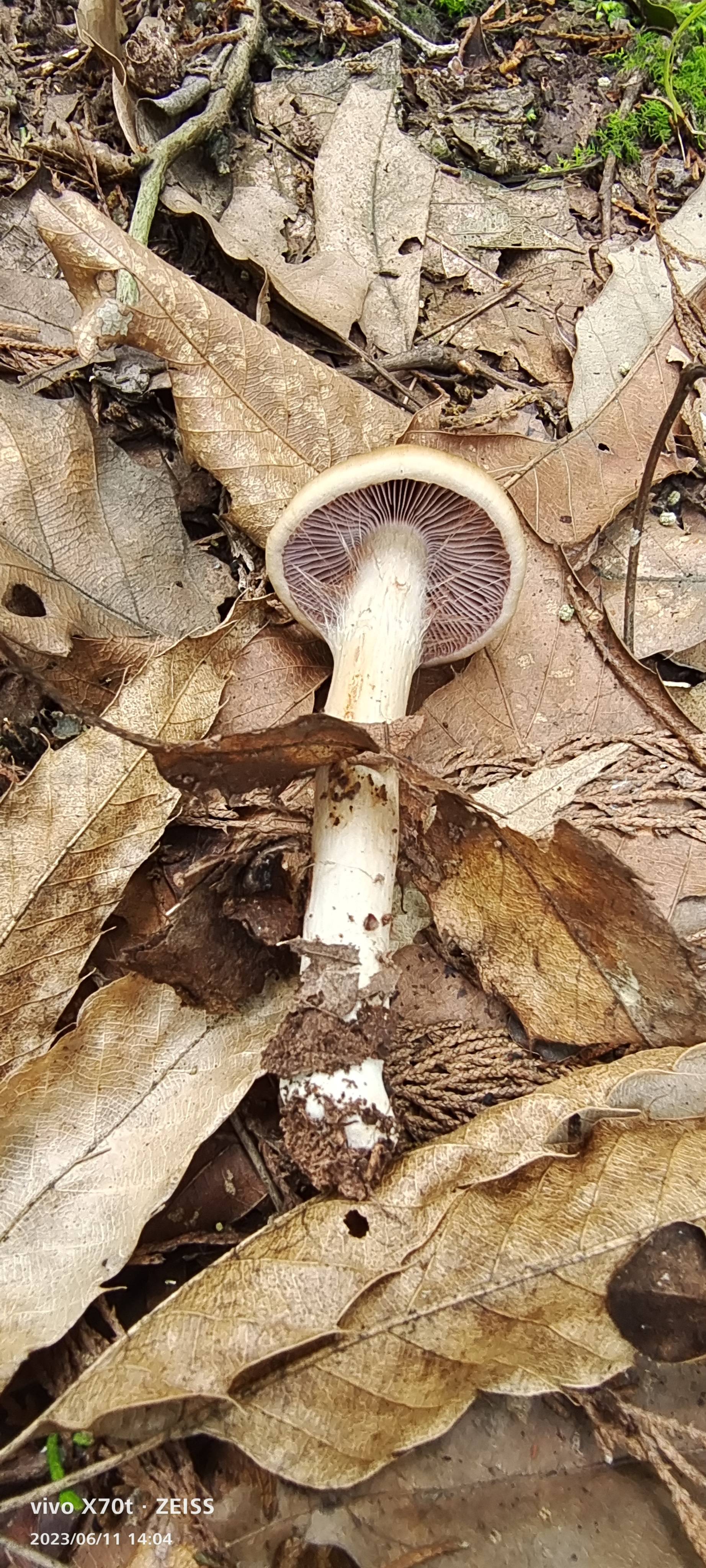 高山丝膜菌