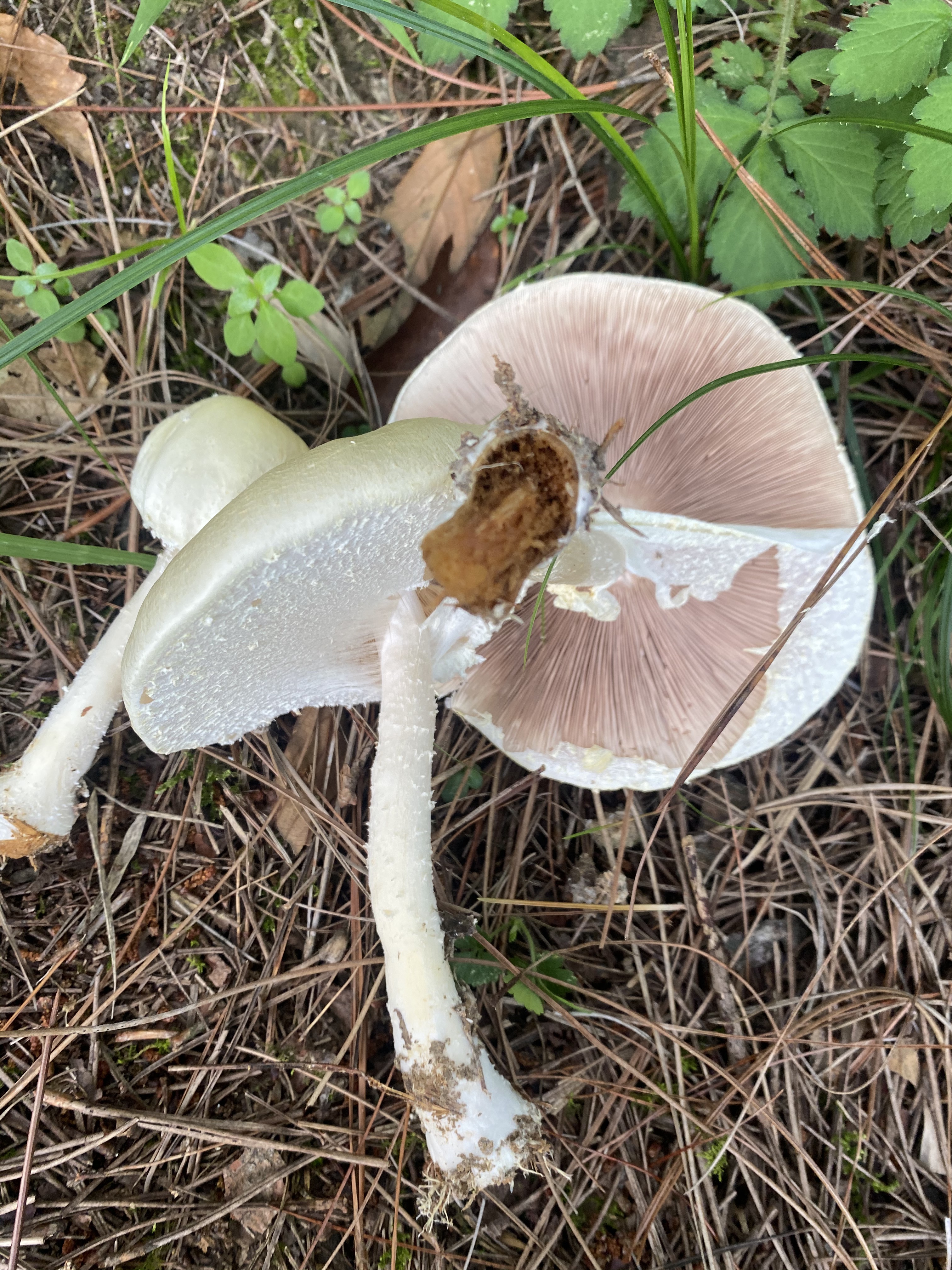 絮柄蘑菇