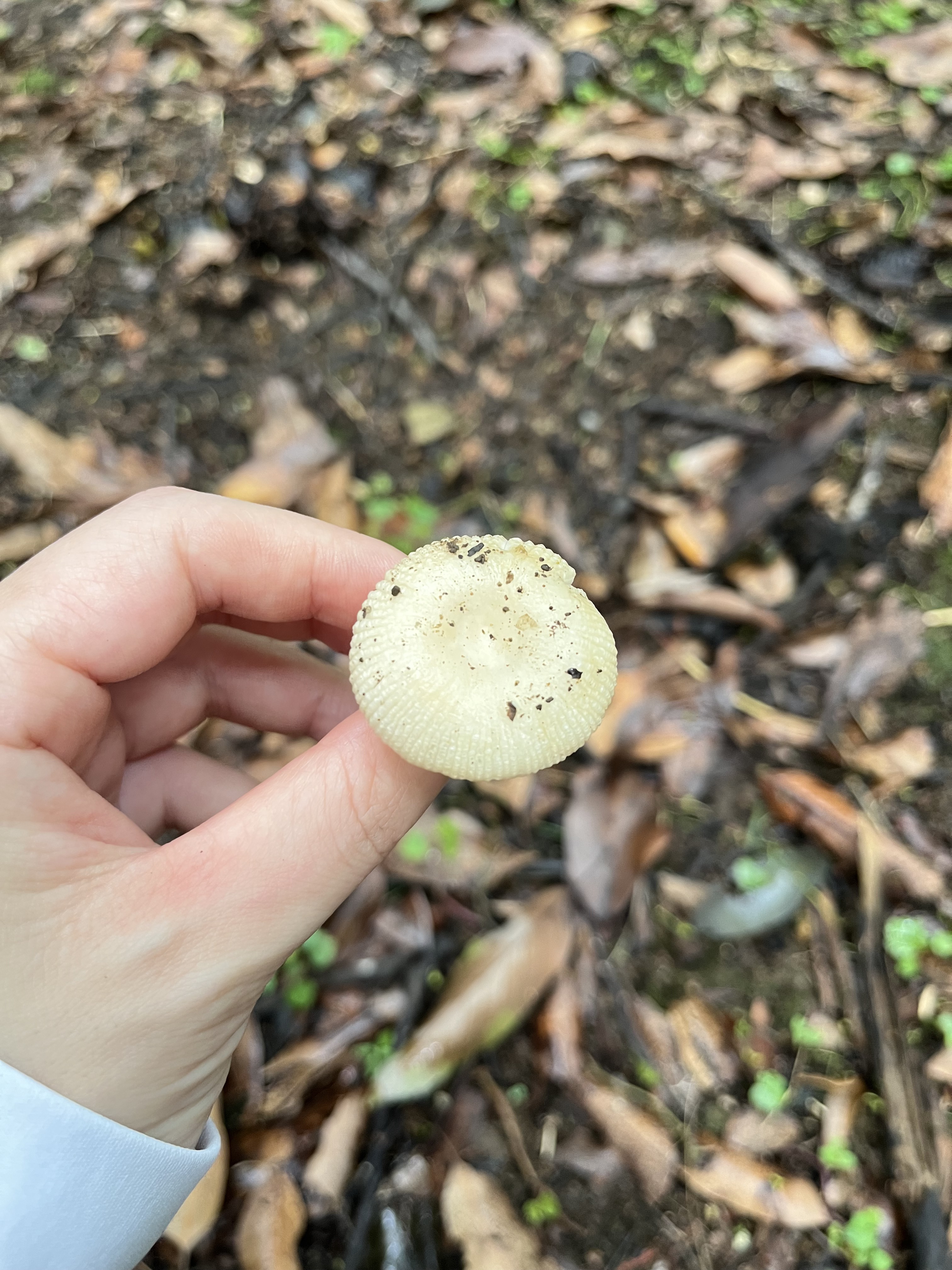 Russula recondita