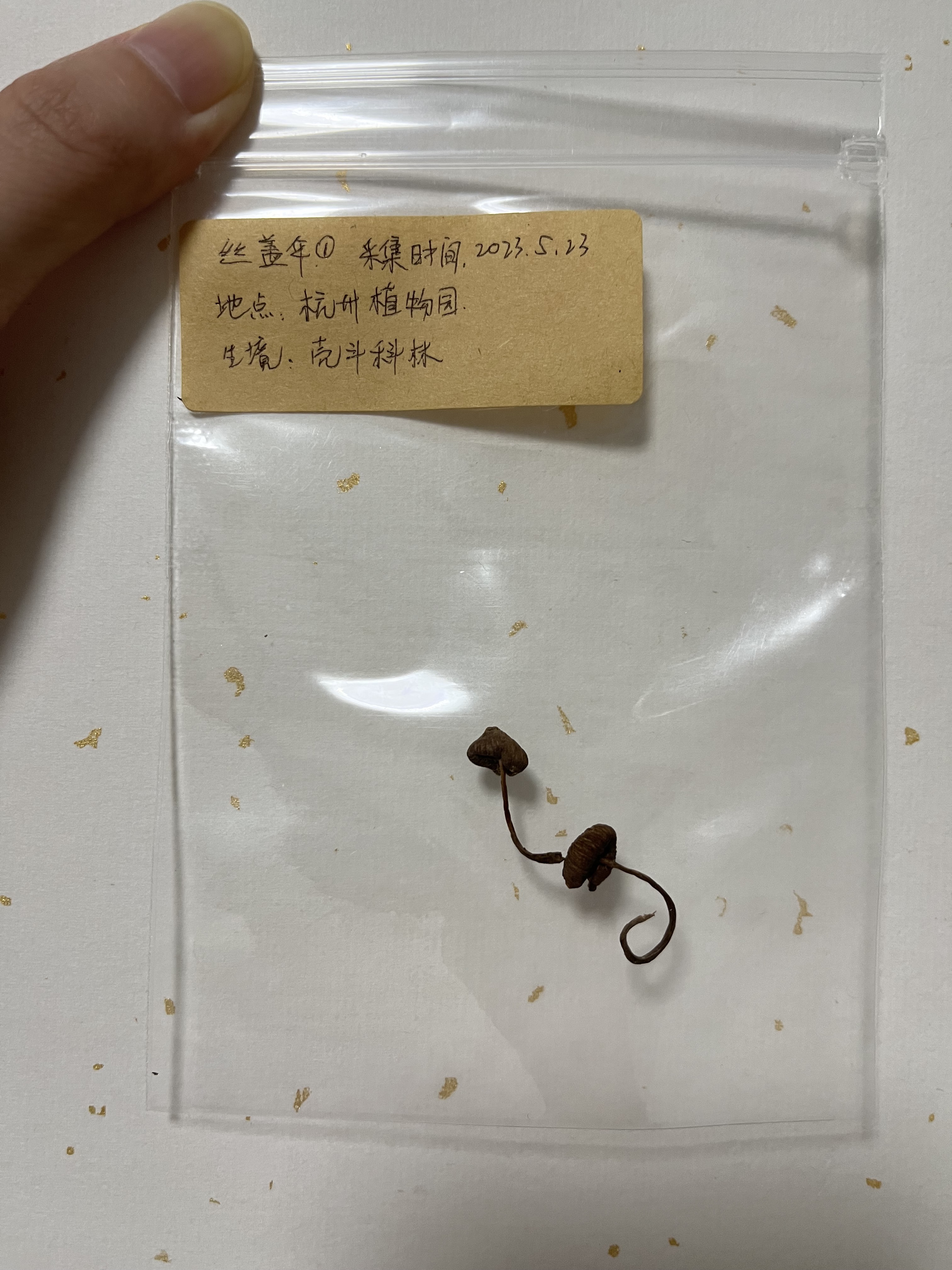 标本图片