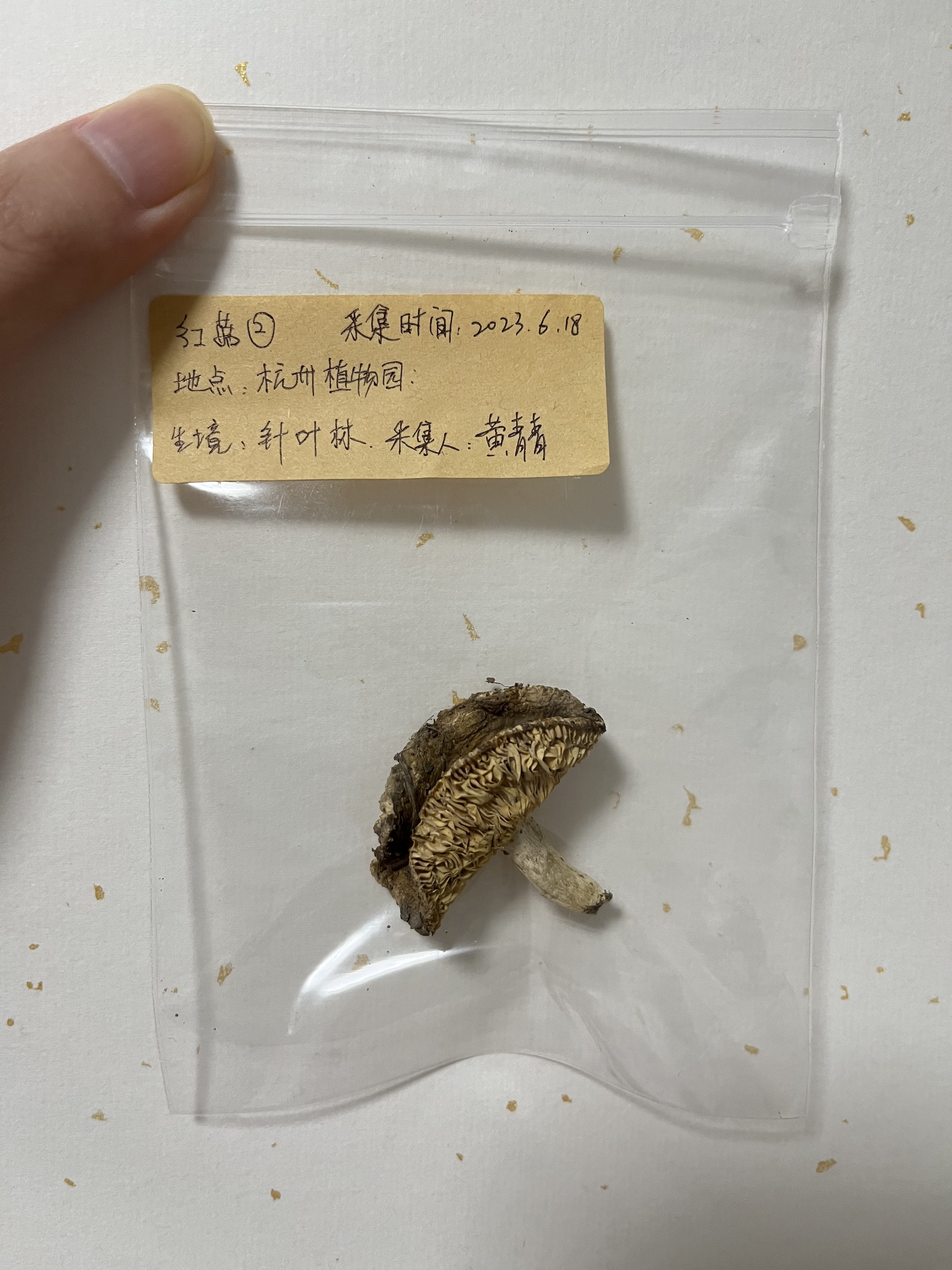 标本图片