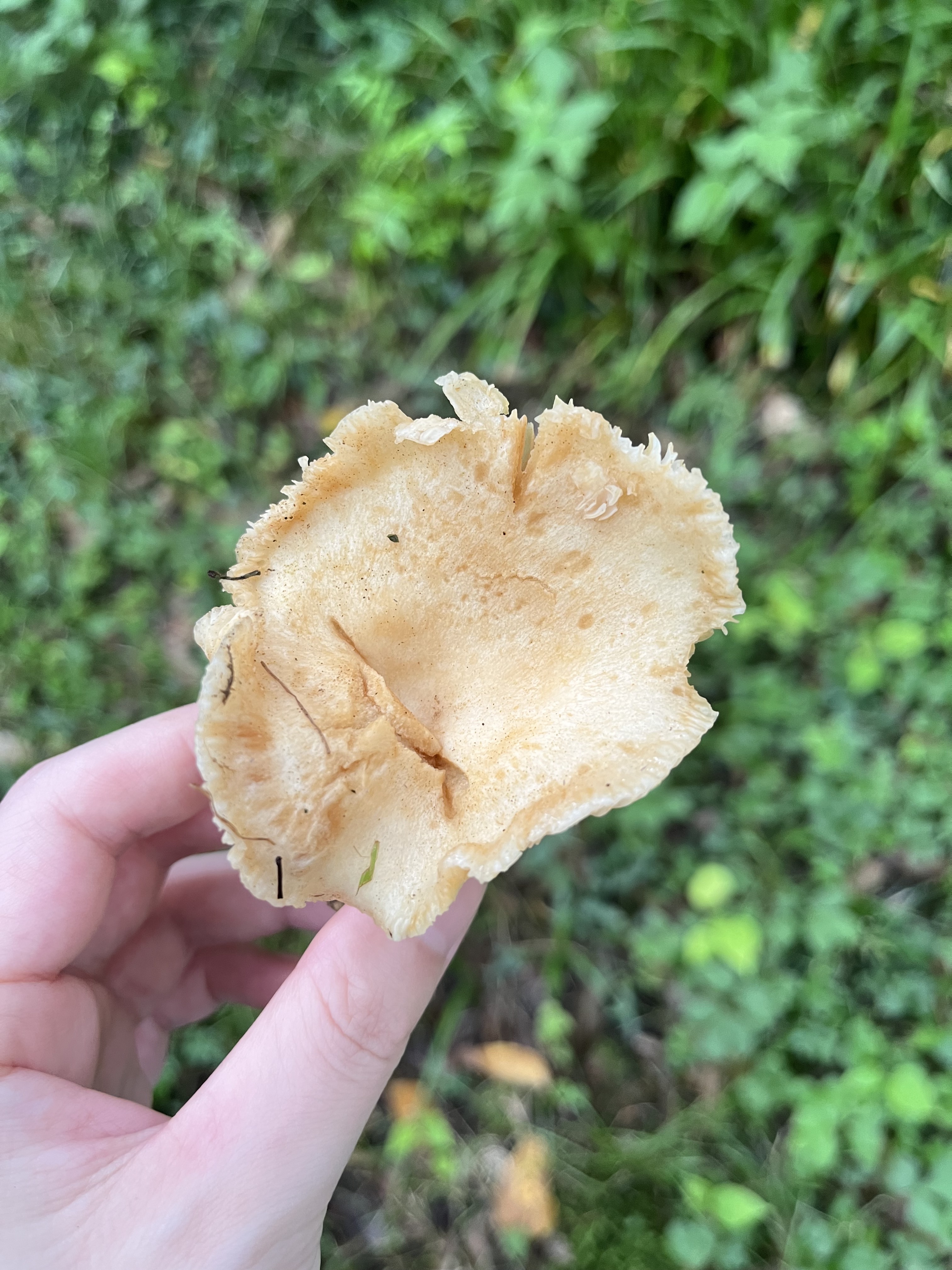 Russula sp.