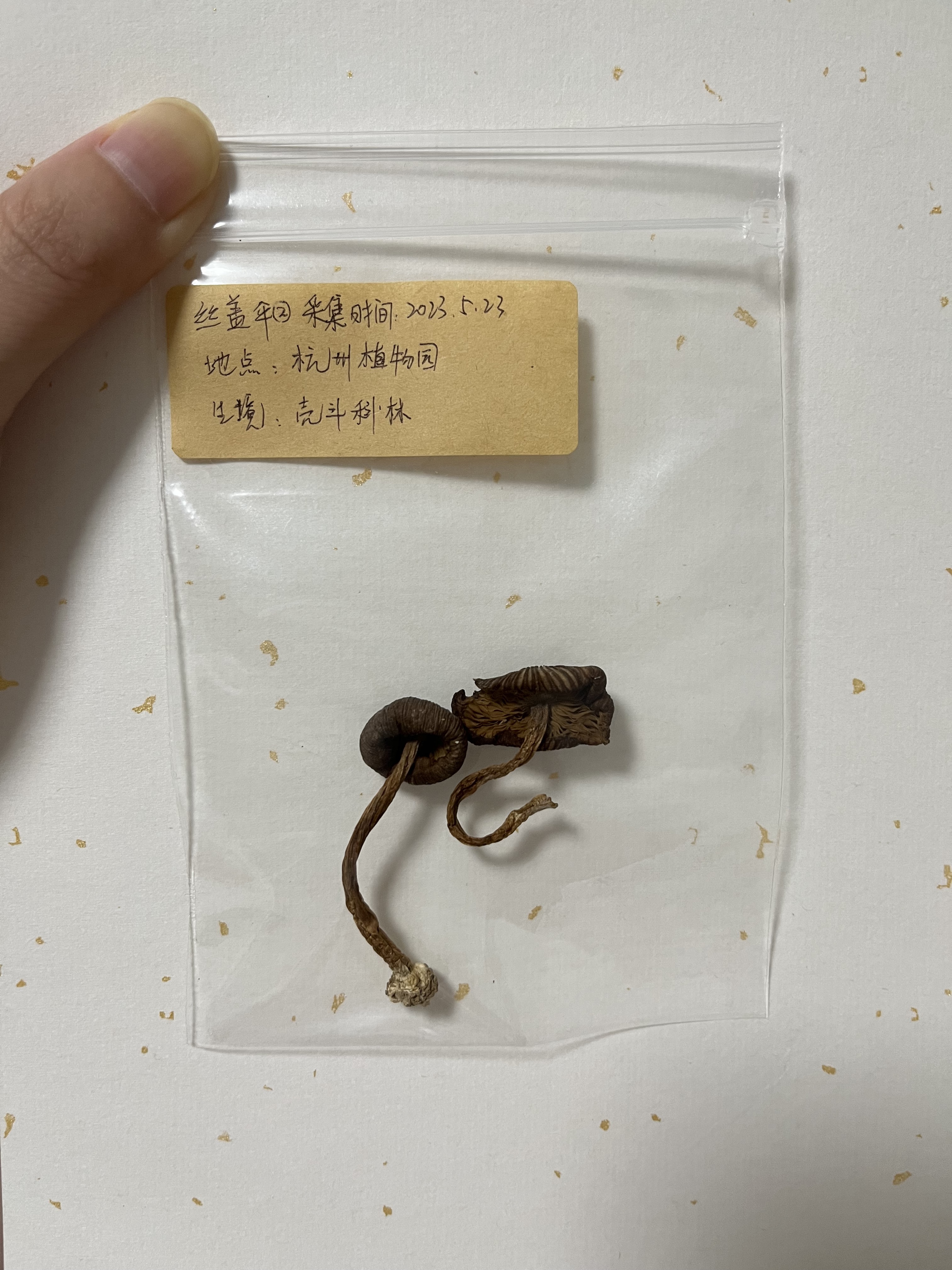 标本图片
