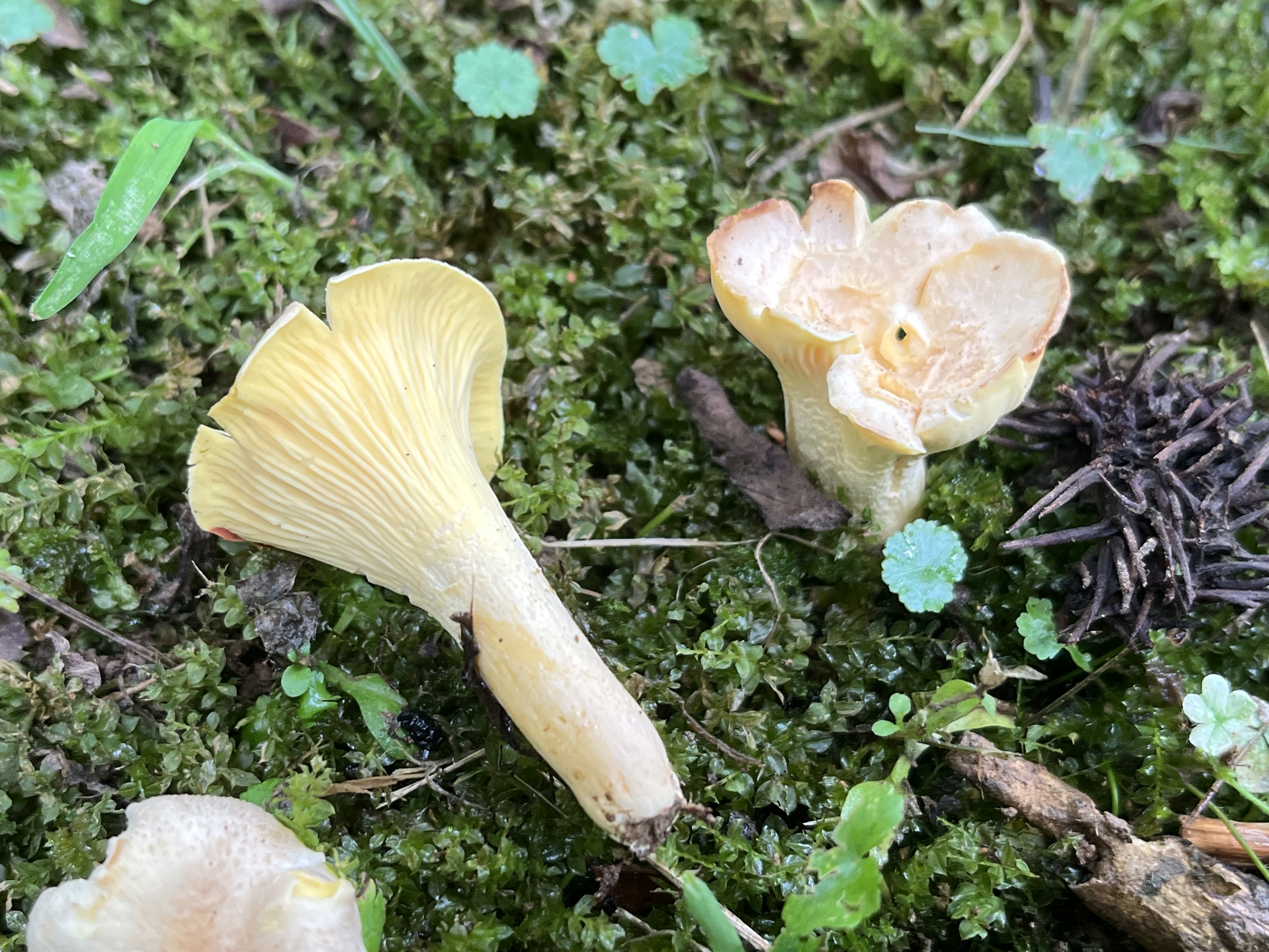 橙黄鸡油菌