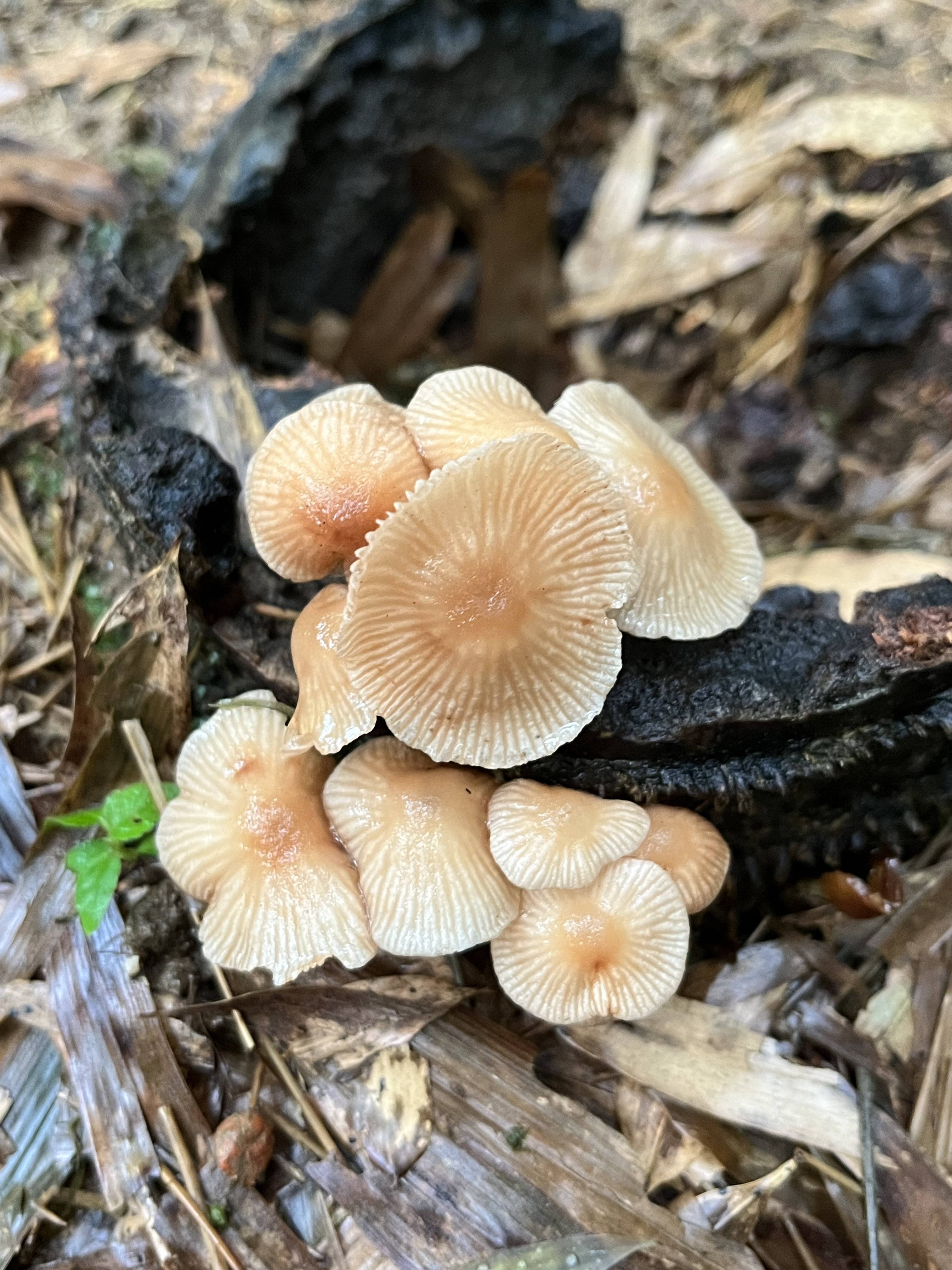 黑柄拟金钱菌