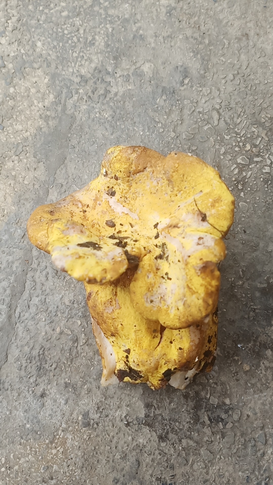 Hypomyces sp.
