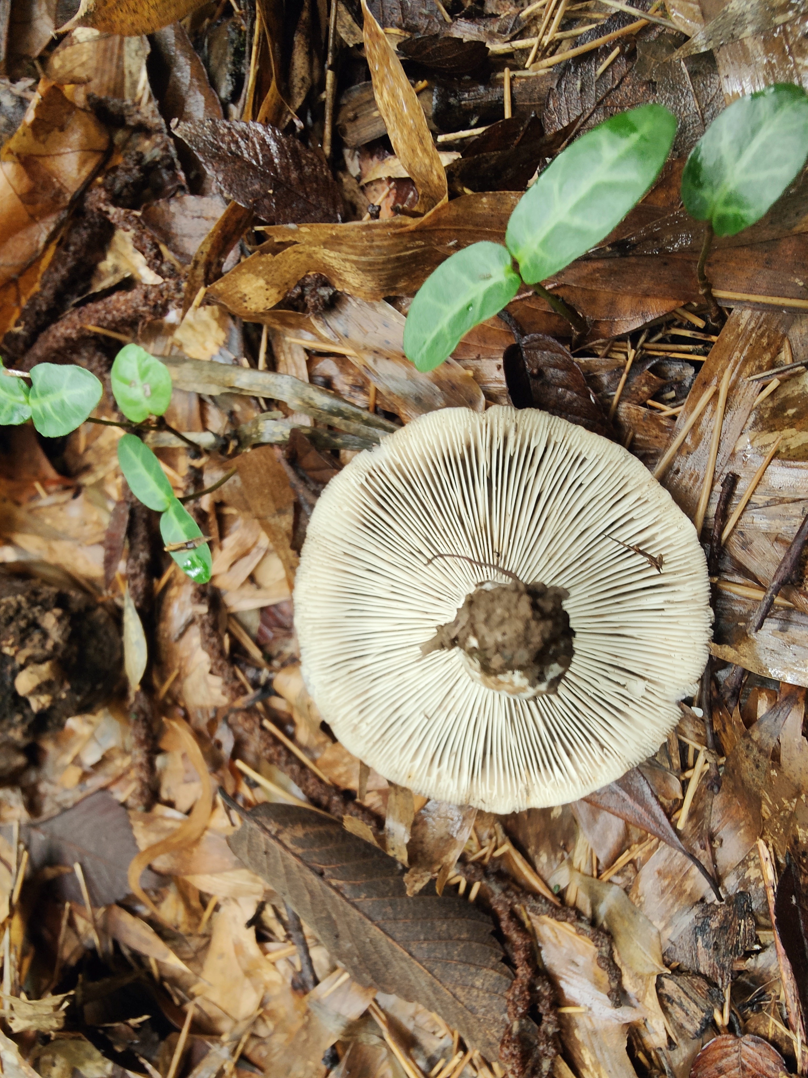 Russula atramentosa