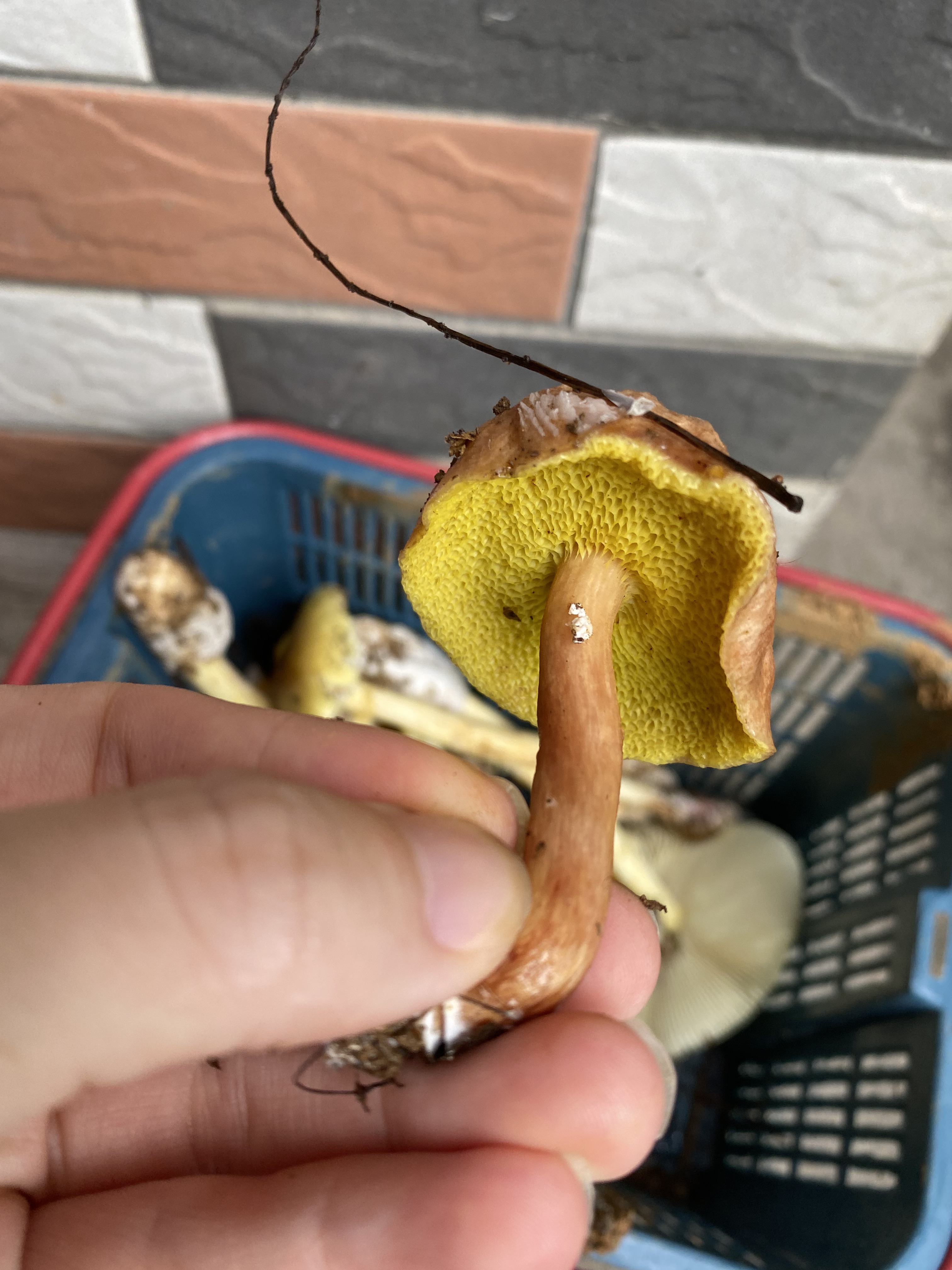 标本图片