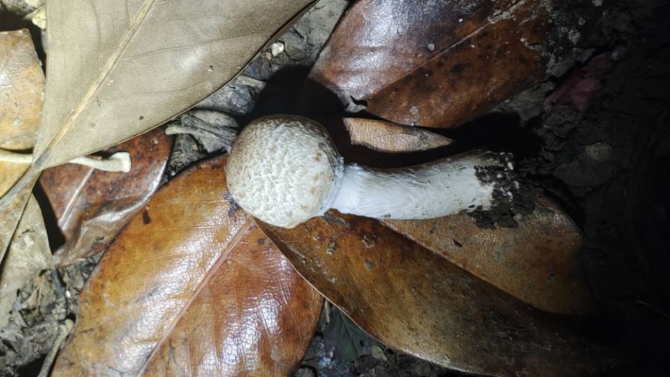 林芝蘑菇