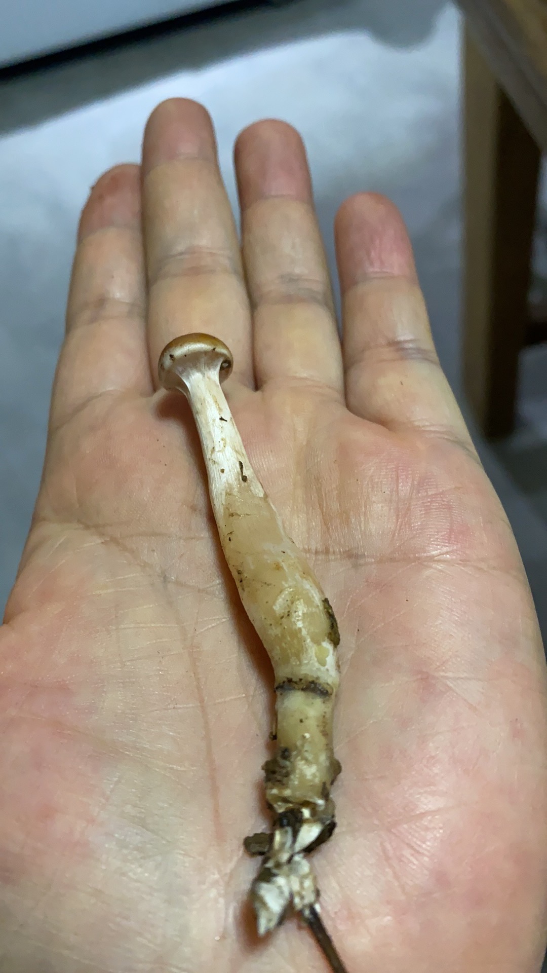 凸盖粘滑菇
