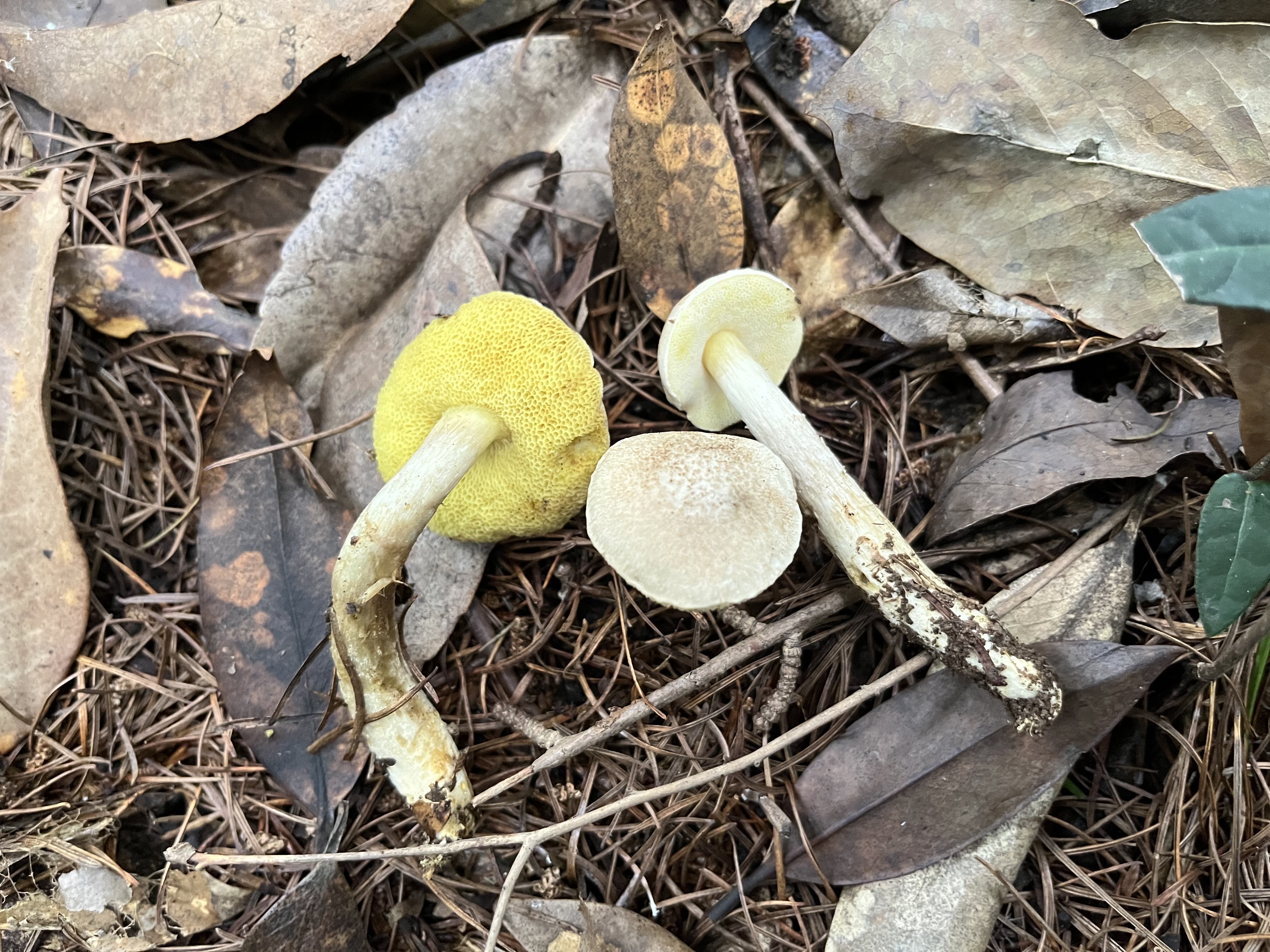 萝卜味金牛肝菌