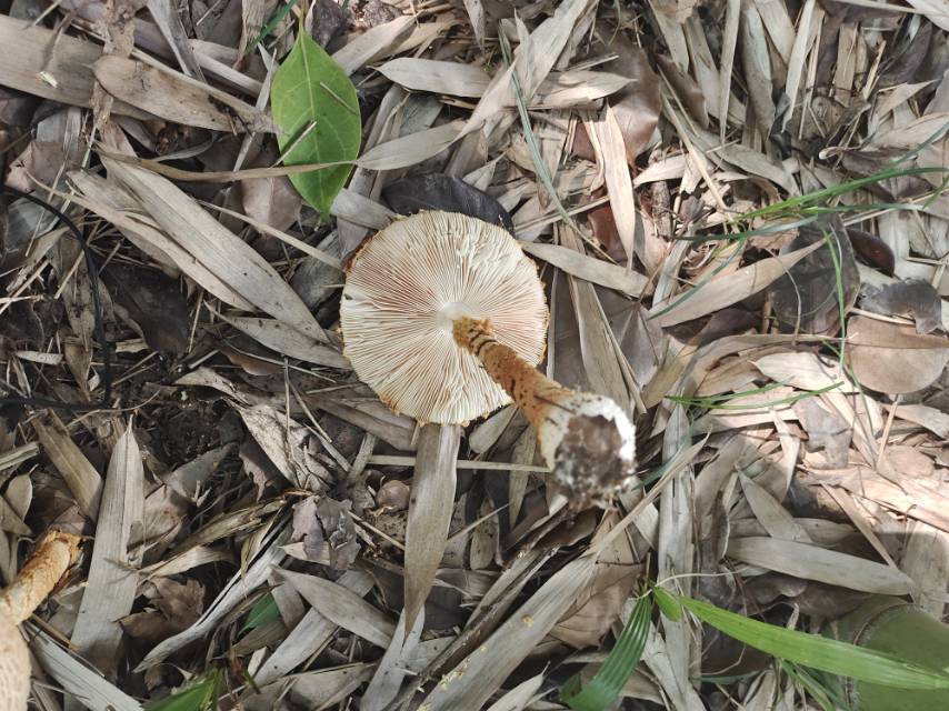 鹅膏菌