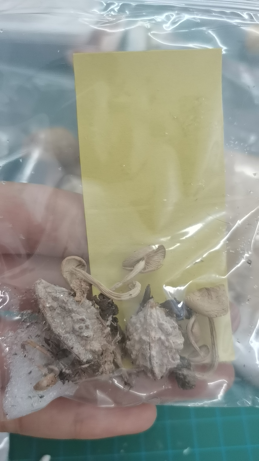 光盖拟口蘑