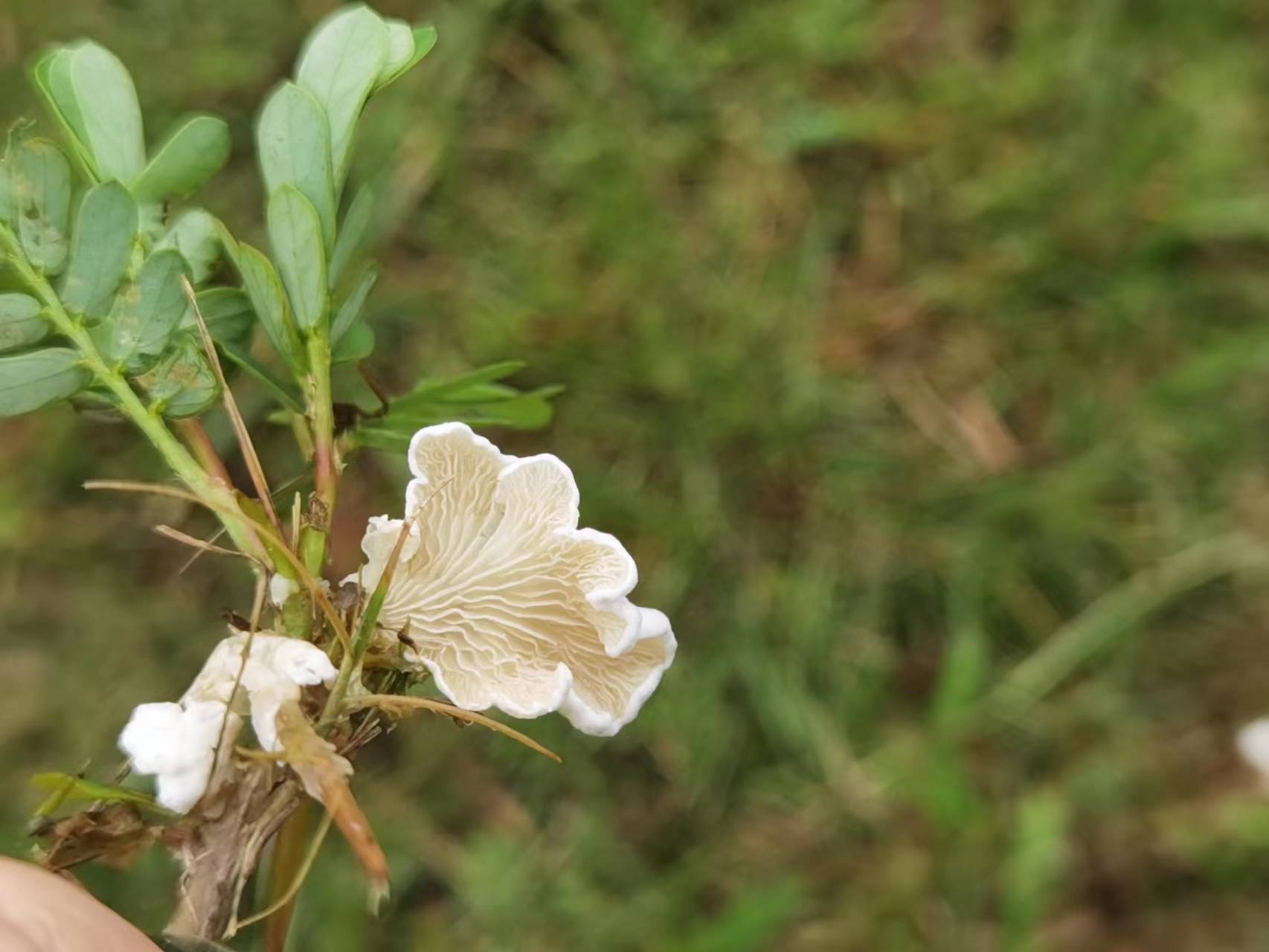 斜盖伞