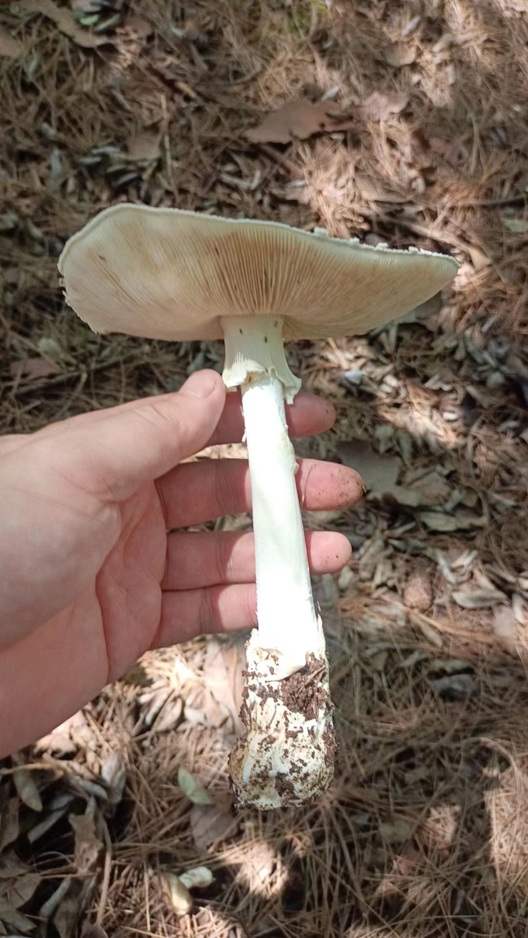 草鸡㙡