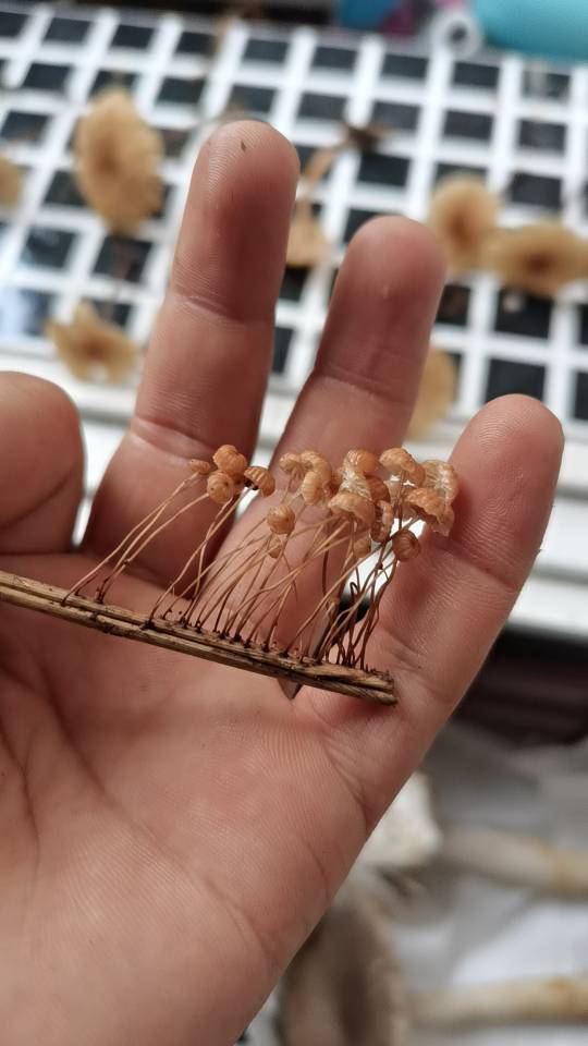 标本图片