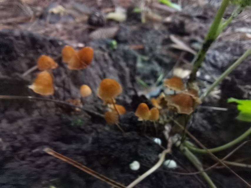 素贴山小皮伞