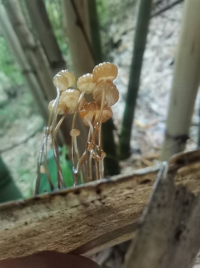 竹生小皮伞