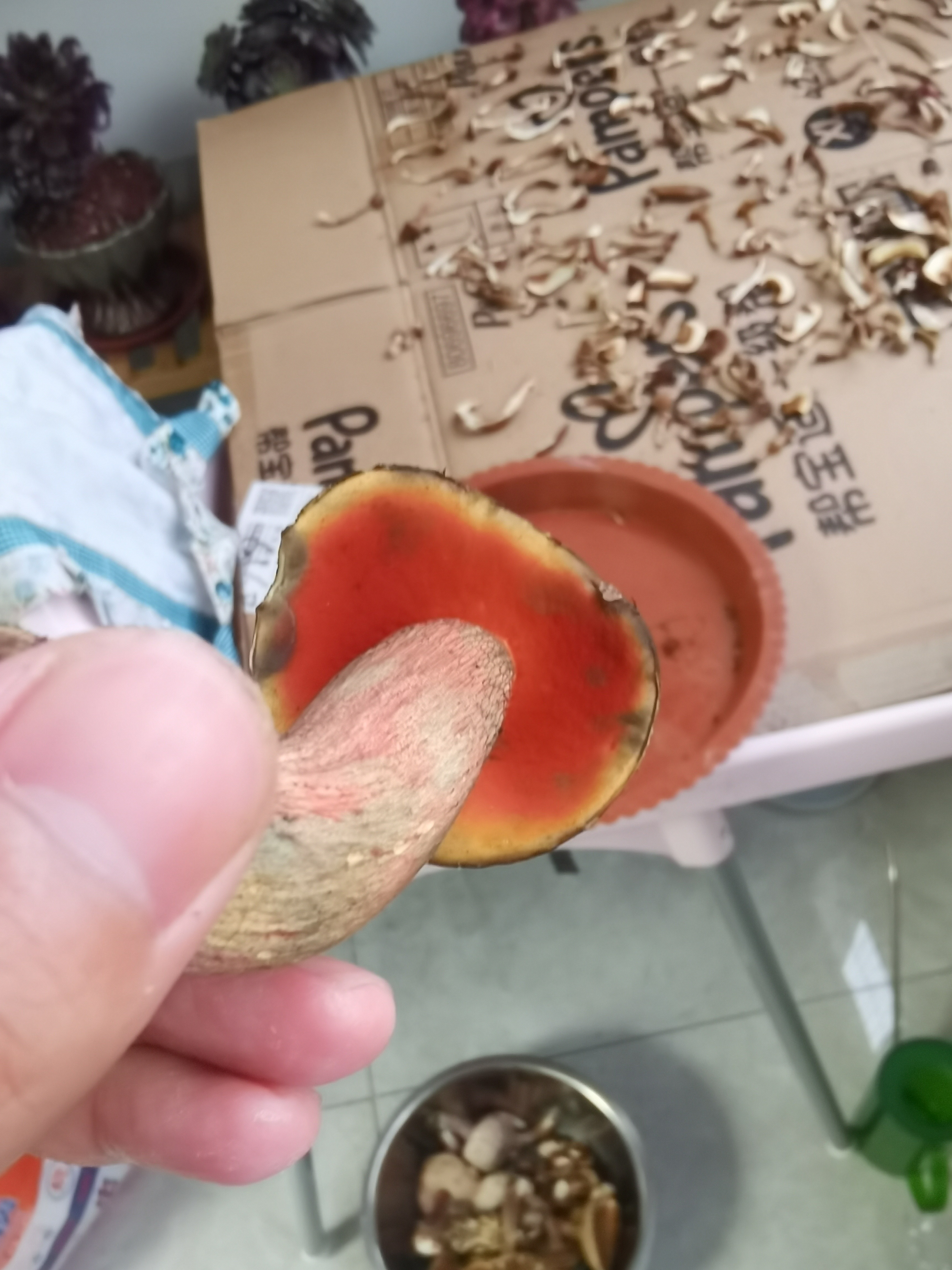 标本图片