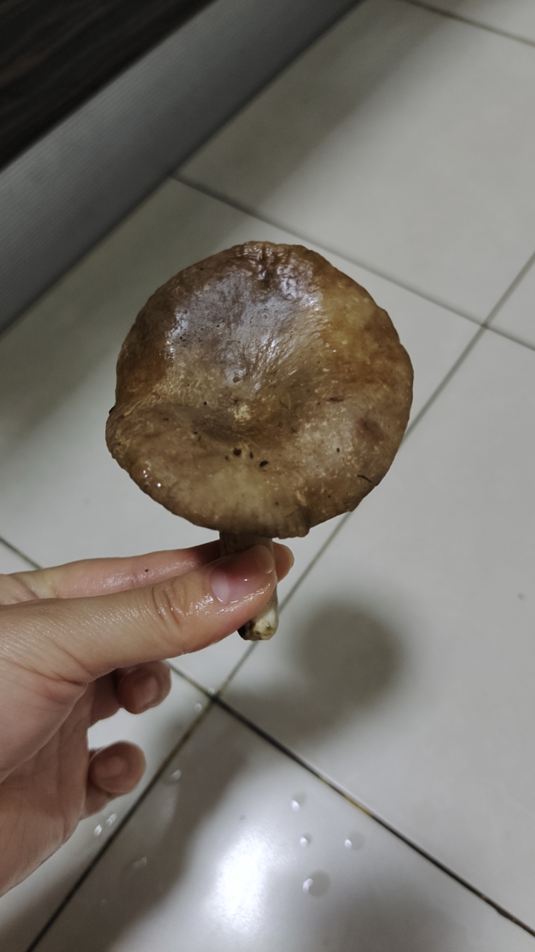 黄美乳菇