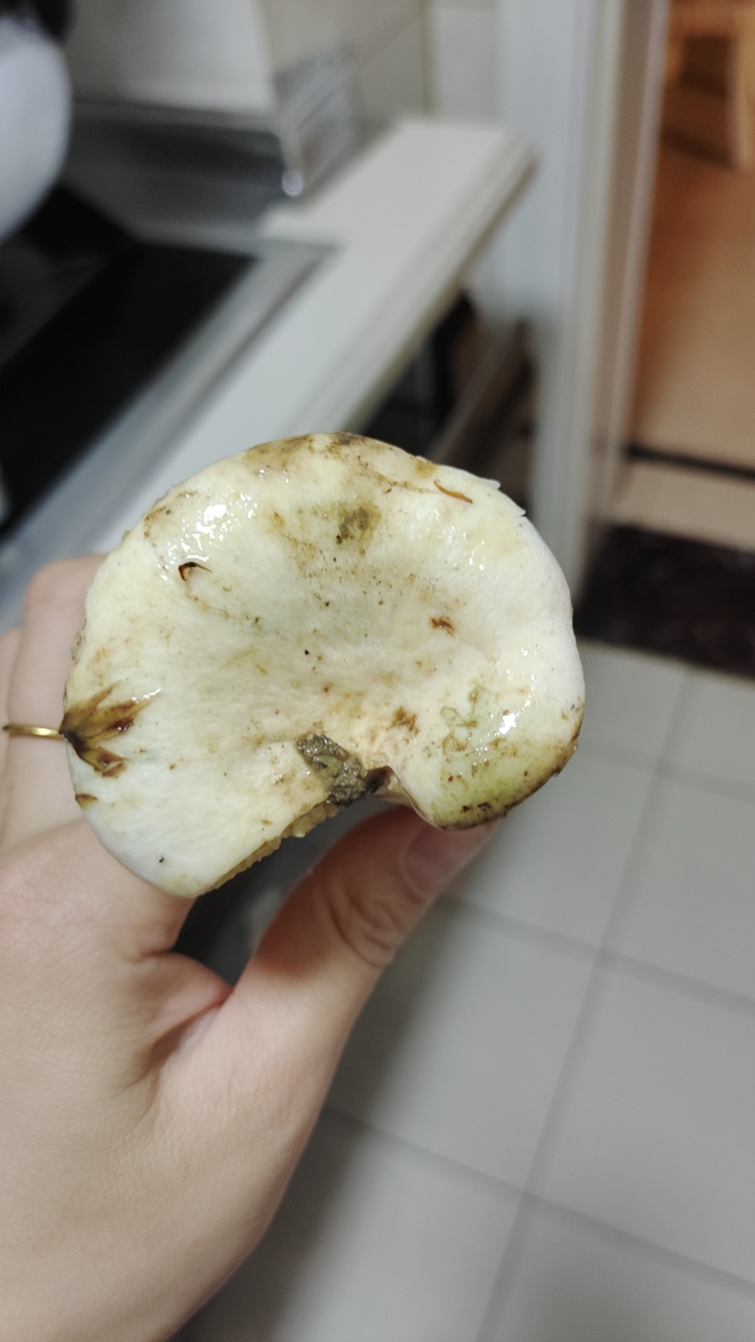 康氏多汁乳菇