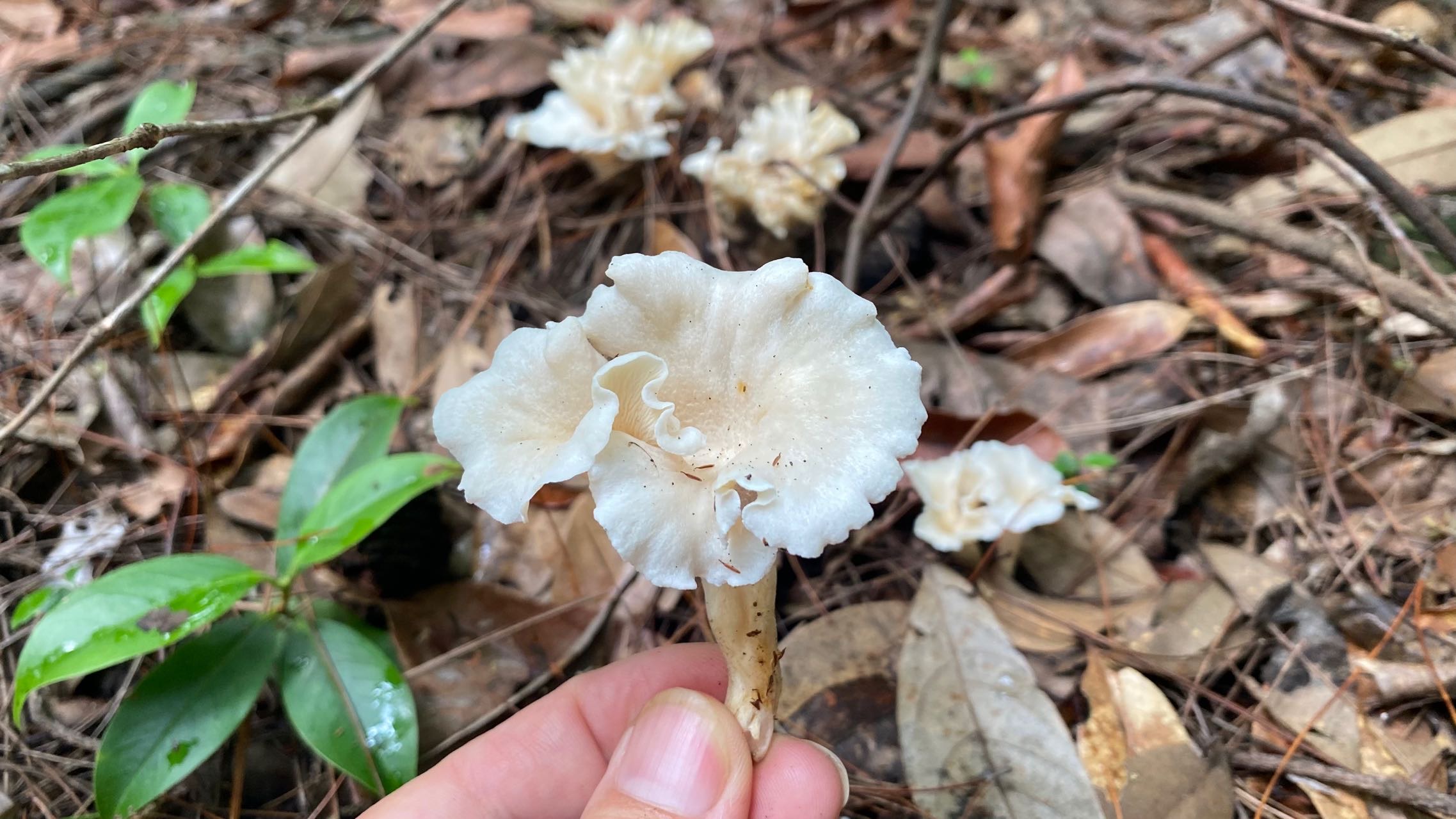 白鸡油菌