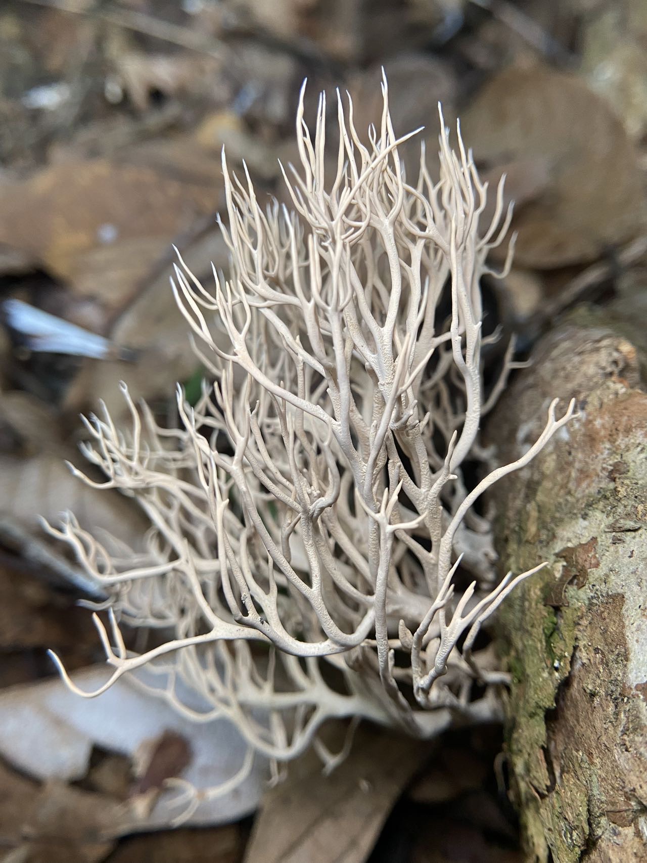Lentaria surculus