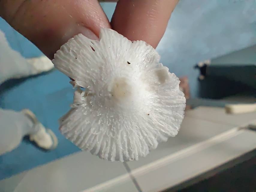 白鳞白环蘑